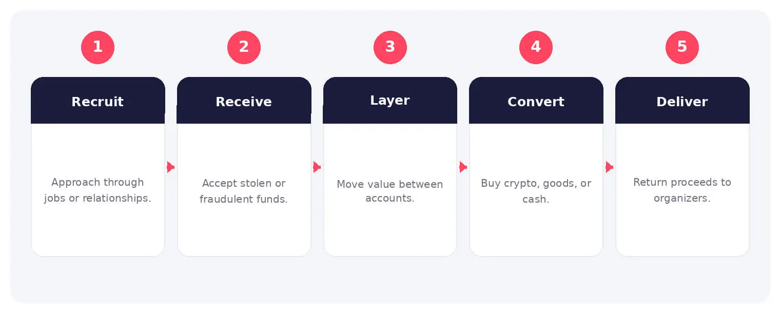 The main stages and decision points associated with money mules.